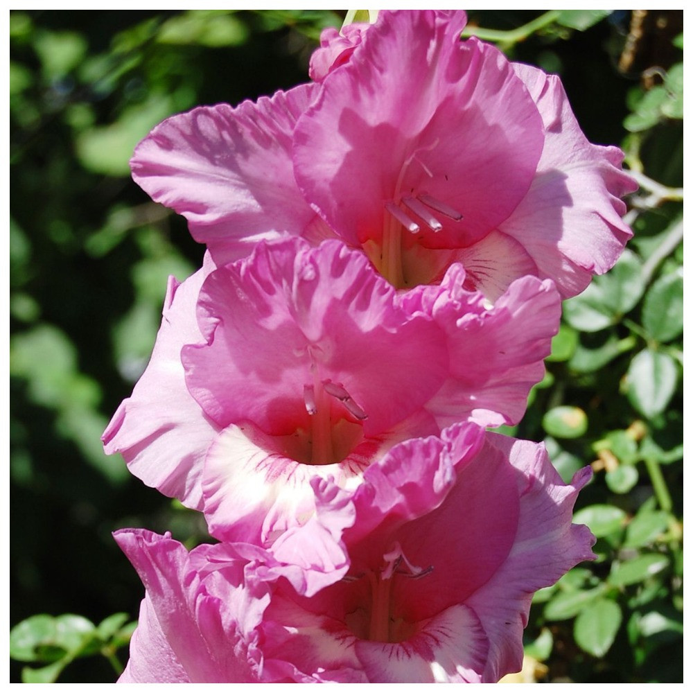 Гладіолус Дзеркало Венери, фото 1