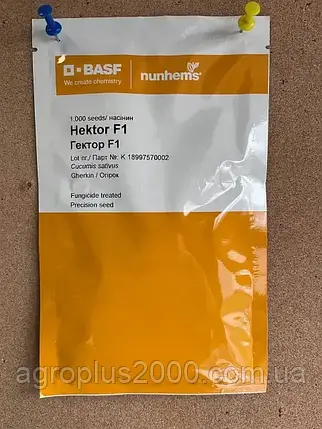 Насіння Огірок бджолозапильний Гектор F1, 1000 насінин Nunhems, фото 1
