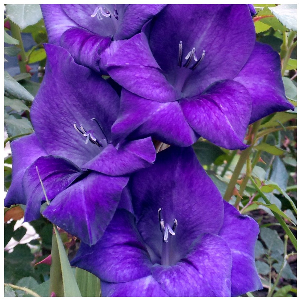 Гладіолус Карнавальна Ніч, фото 1