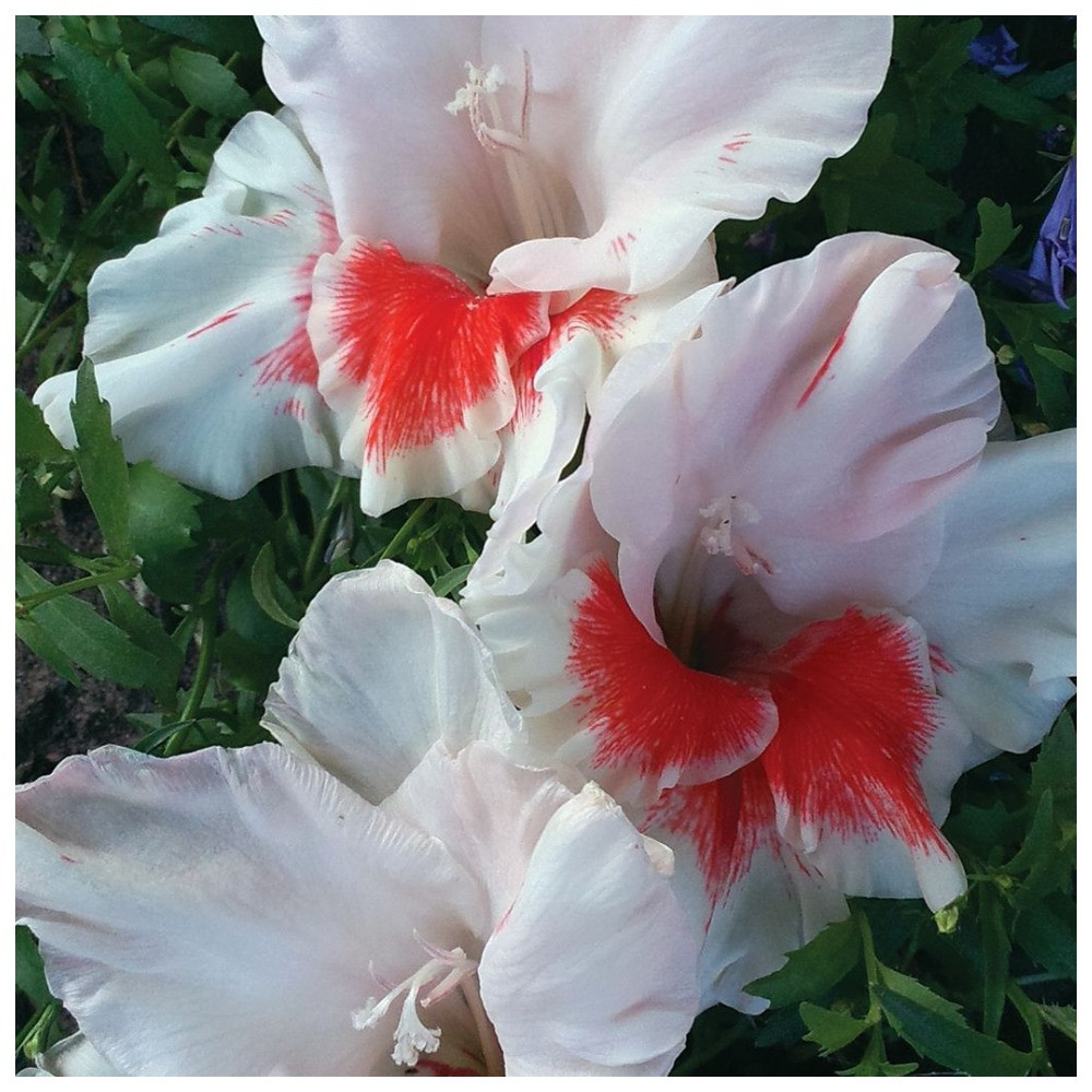 Гладіолус Забава, фото 1