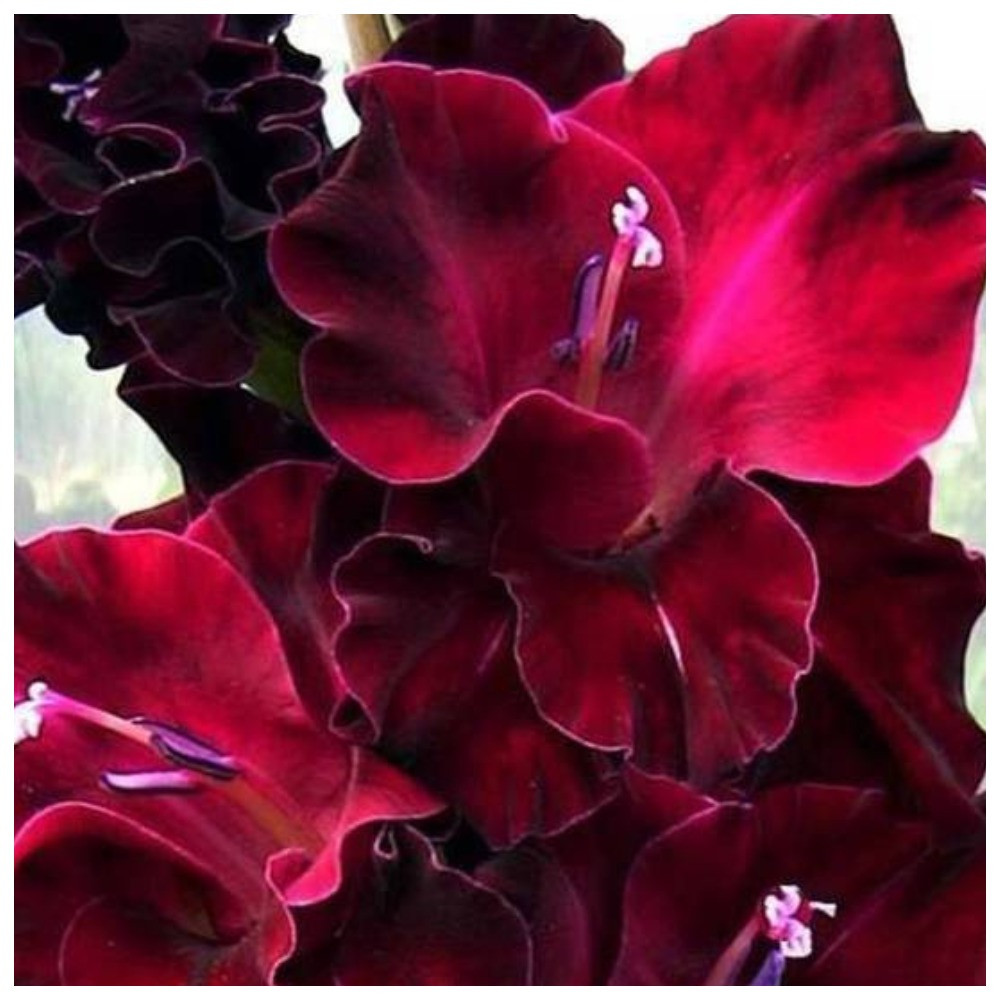 Гладіолус Червоний оксамит, фото 1