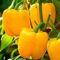 Насіння Bejo Zaden Перецю солодкого Турбін F1 середньостиглий 8 нас.