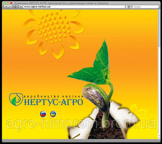 Насіння соняшнику Прийми Євро-Лайтнінг Clearfield (Еліта) Нові Сад (Сербія), фото 2