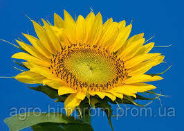 Насіння соняшника НС-Х-496 (стандарт) Нові Сад (Сербія) стійкий до Гранстар трибенурон-метил