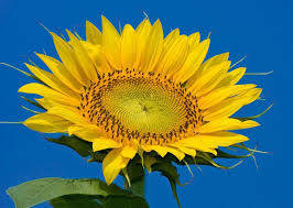 Насіння соняшника НС-Сумо-2017 (стандарт) Нові Сад (Сербія) стійкий до Гранстар трибенурон-метил