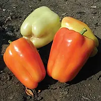 Насіння Clause Перцю солодкого Фламінго F1 ранній 10 шт