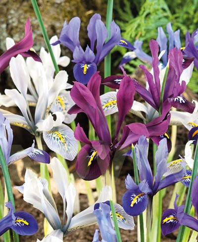 Набір 10 цибулин Ірис сітчастий суміш, фото 1