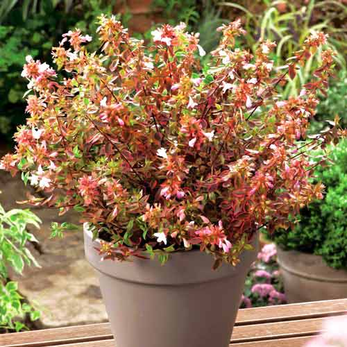Абелія grandiflora Little Pink Lady(горщик р9, 25-30 см)