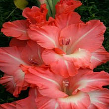 Гладіолус Олексій Романов (цибулинка)