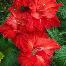 Гладіолус Калинові Дзвони (цибулина)