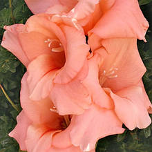 Гладіолус Галина (цибулина)