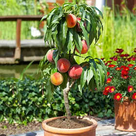 Персик колоновидний