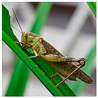 Ненажерлива сарана – загроза масового знищення рослин