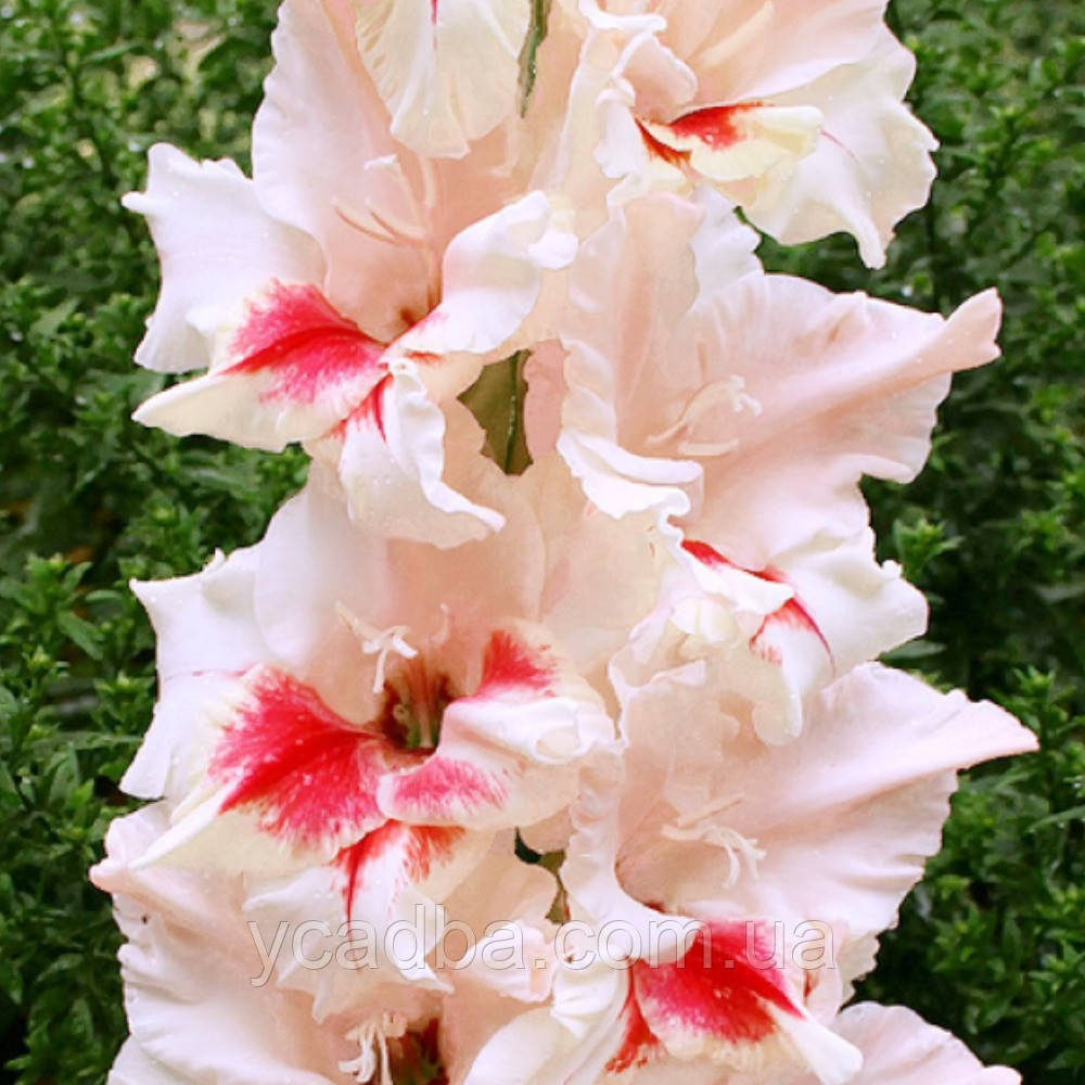 Гладіолус Зоря Свободи, фото 1