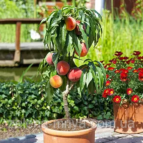Персик колоновидний Роман, фото 1