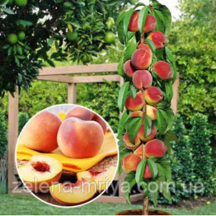 Персик колоновидний Медовий, фото 1