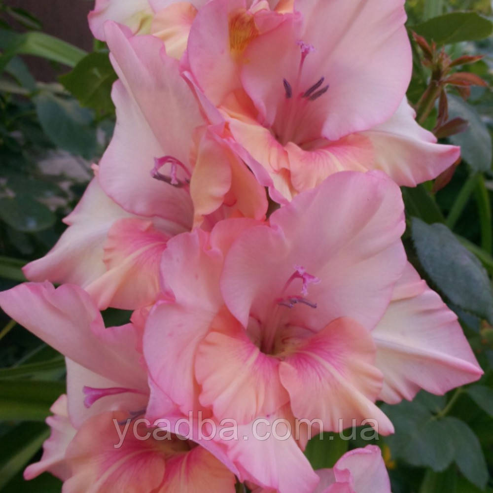 Гладіолус Бальзам кохання, фото 1