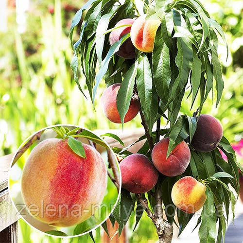 Персик колоноподібний Балконелла, фото 1