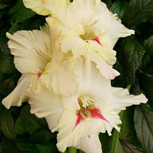 Гладіолус Бельо (цибулина)