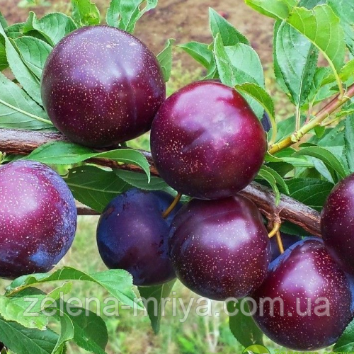 Слива гібрид”Шарафуга”( Диплоїдна слива-персика та абрикоса), фото 1