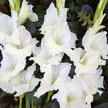 Гладіолус Білий дім (цибулина)