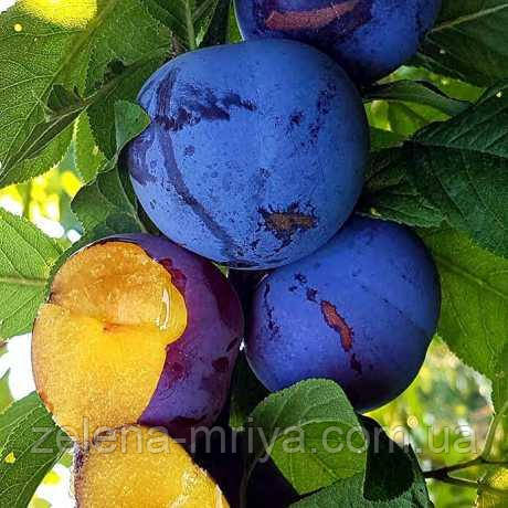 Слива Блю Кармен, фото 1