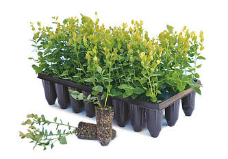 Агроволокно, касети/горщики для розсади