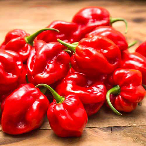 Насіння перцю Хабанеро Сурінам Ред Habanero Surinam Red надгострий