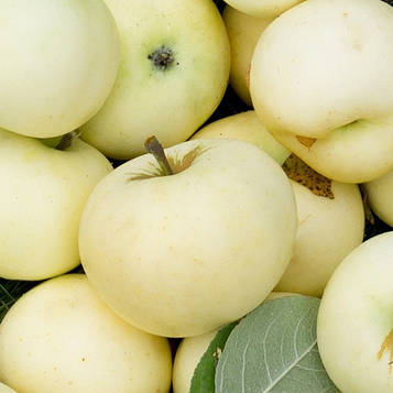 Яблуня "Білий Налив" (ранній термін дозрівання)