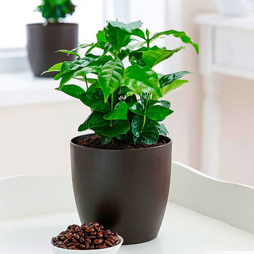 Саджанці Кави Арабіка (Coffea arabica)