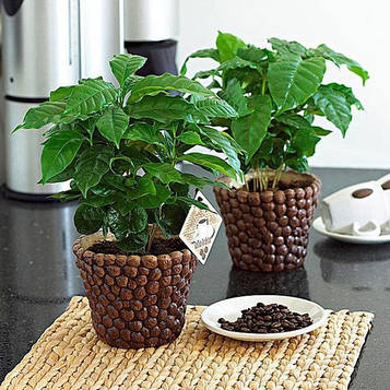 Саджанці Кави Арабіка (Coffea arabica)
