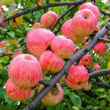 Яблуня Мельба (пізньолітній сорт)