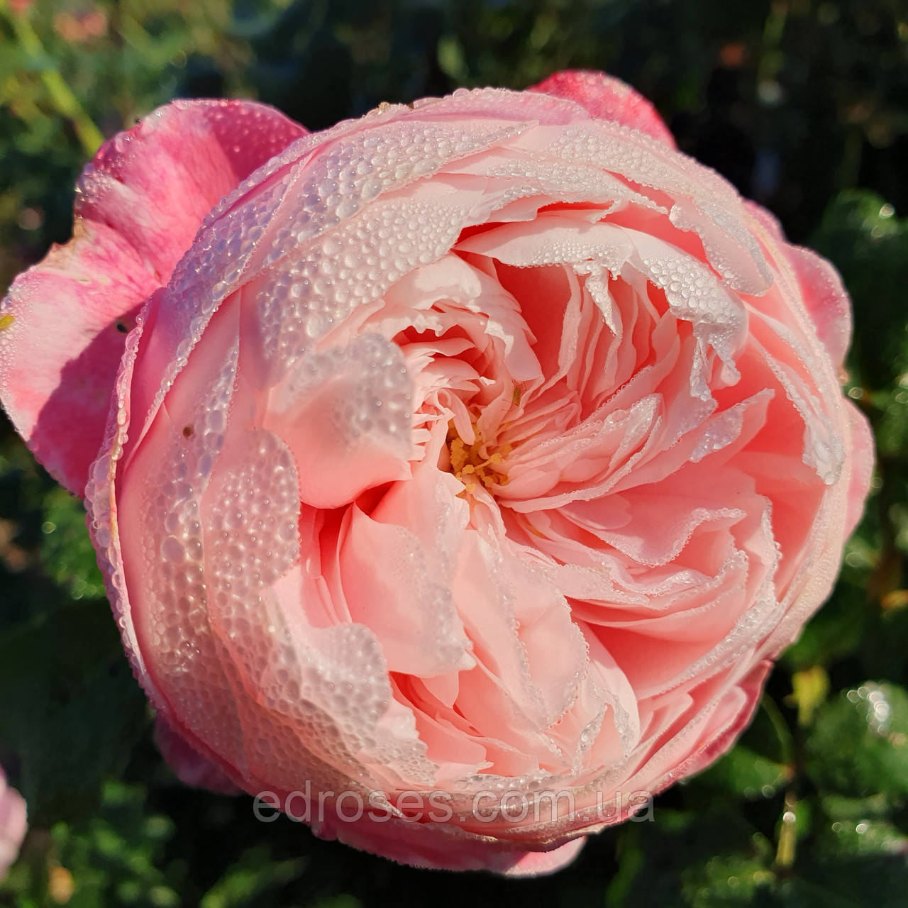 Плюм (Plume), фото 1