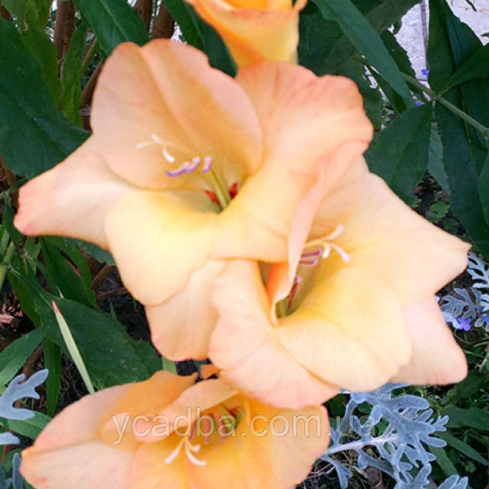 Гладіолус Ліза, фото 1