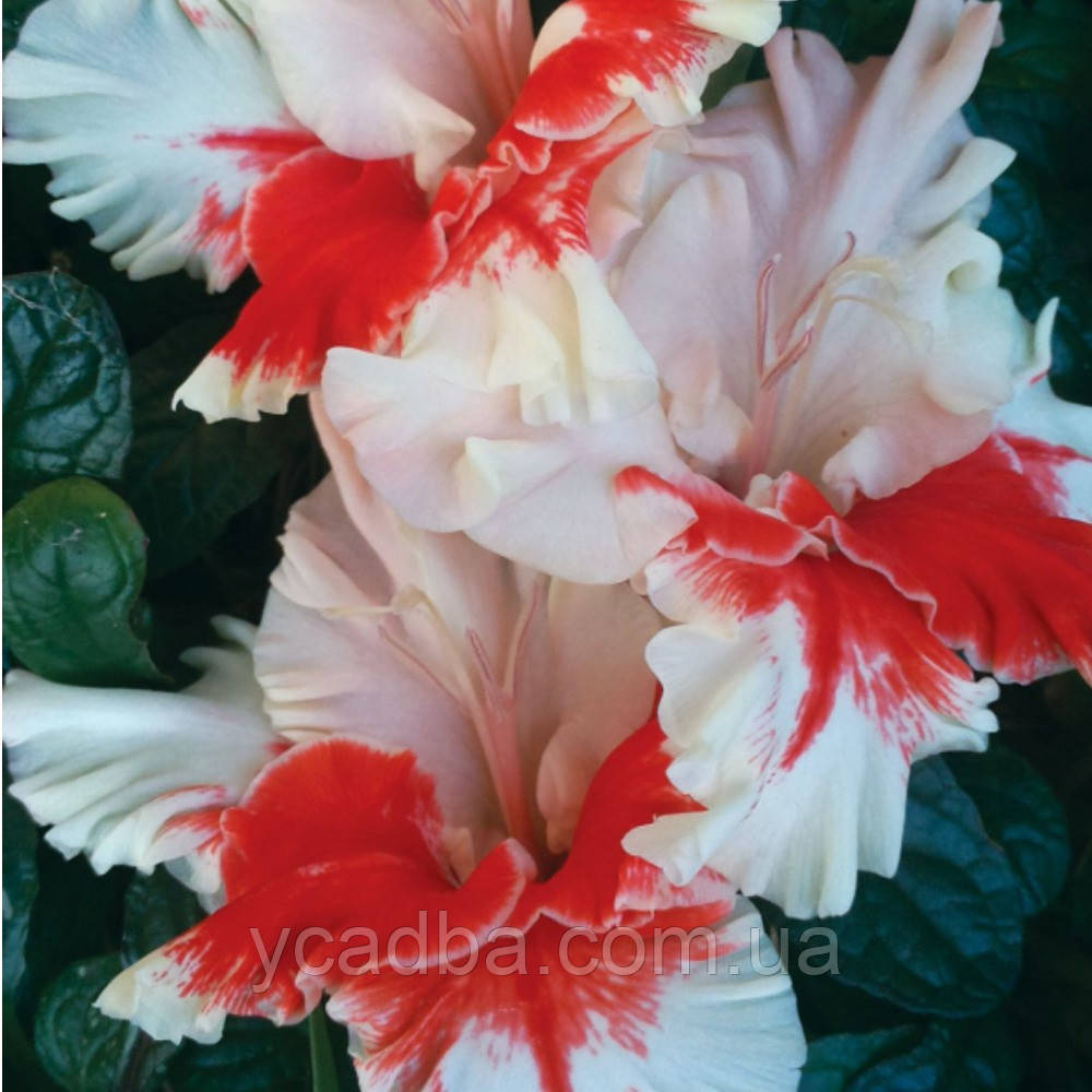 Гладіолус Аорта, фото 1