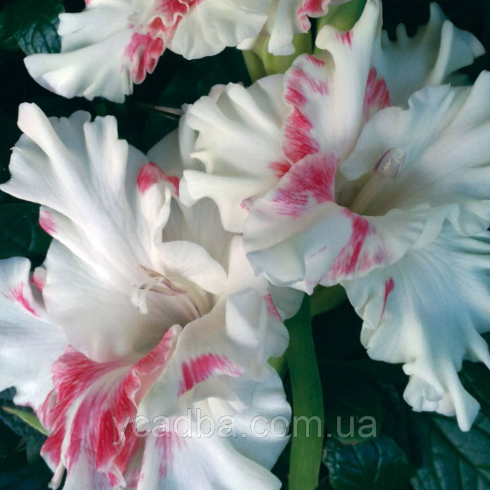 Гладіолус Горобина на снігу, фото 1