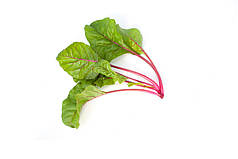 Семена мангольда