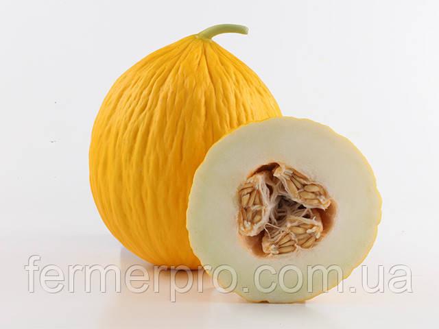 Насіння дині Егназіо F1/Egnazio F1 250 насіння Enza zaden, фото 1