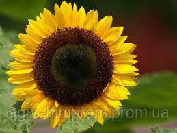 Насіння соняшнику Прийми Євро-Лайтнінг Clearfield (Еліта) Нові Сад (Сербія), фото 1