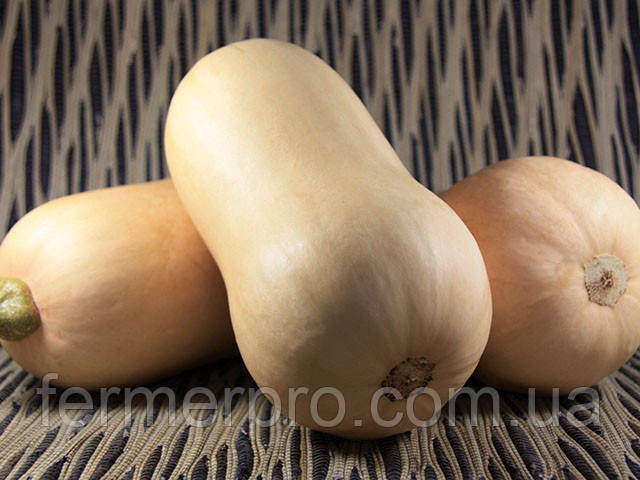 Насіння гарбуза Тіана F1/Tiana F1 500 насіння Enza Zaden, фото 1