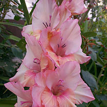 Гладіолус Бальзам Любові (цибулина)