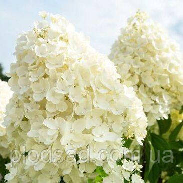 Гортензія метильчаста "Living Summer Snow"