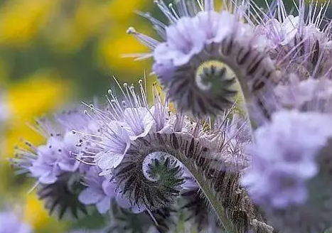 Фацелія сидерат, 1 кг, фото 1