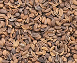 Фацелія сидерат, 1 кг, фото 2