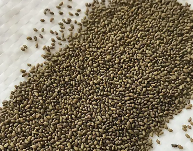 Люцерна посівна (Medicago sativa L.), 25 кг, фото 1