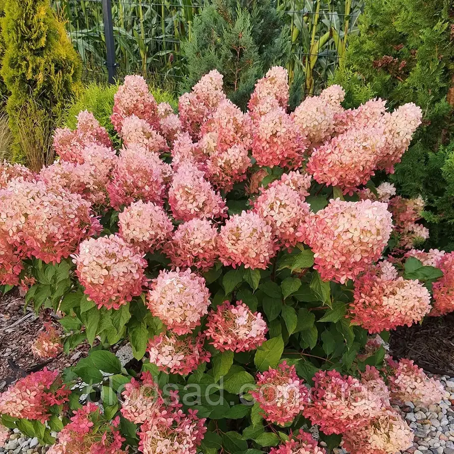 Гортензія метильчаста Pink Light С2