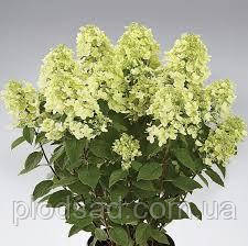 Гортензія метильчаста 'Panflora'