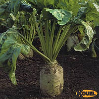 Насіння кормового буряка Центаур Полі 300 гр, Польща