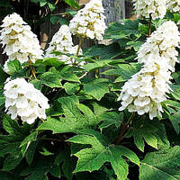 Гортензія дуболістна Джетстрим (Jetstream)