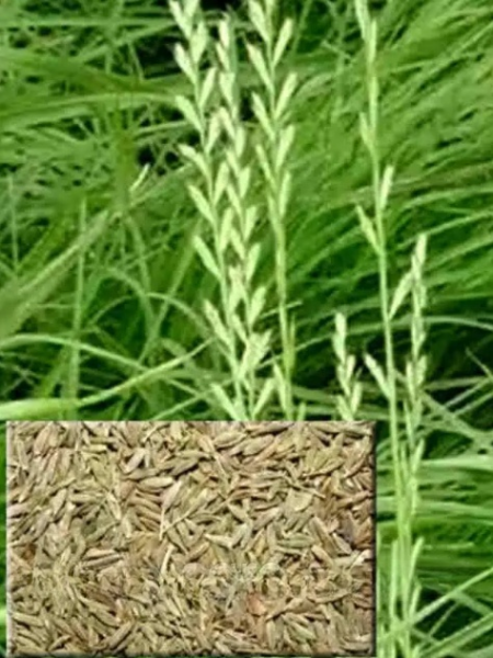 Райграс багаторічний, 1 кг., фото 1